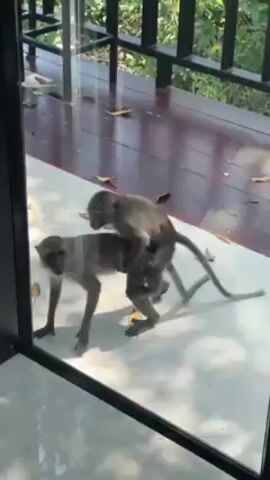 The video shows two monkeys engaged in mating behavior on a light-colored tile floor, viewed through a glass barrier. The monkey on top is darker in color. Some leaves are on the ground surrounding the animals. A black metal railing and floor are visible through the glass on the other side of the floor.