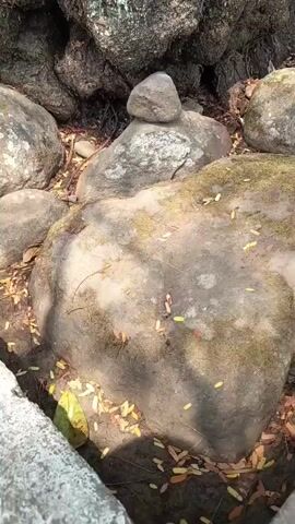 The video shows a close-up view of a large tree trunk with gnarled, bulbous growths. Several large rocks are scattered around the base of the tree, some with moss growing on them. Small yellow and brown leaves are on the ground, and the area appears to be outdoors in a wooded environment. The camera pans slowly upward, revealing more of the textured bark and the unique shapes of the tree's base. There are no people or animals visible in the video.