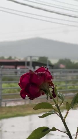 A close-up shot focuses on a single deep red rose with water droplets clinging to its petals and leaves, indicating recent or ongoing rain. The rose is positioned slightly to the right of the frame, with its stem extending downwards. In the blurred background, a rural landscape unfolds under an overcast sky, featuring gentle rolling mountains, a structure resembling a barn or agricultural building, and a metal fence. The ground appears wet, reflecting the rainy conditions. The sound of rain and thunder is audible. The scene is set in Ivan Vazovo, Bulgaria, during daytime.