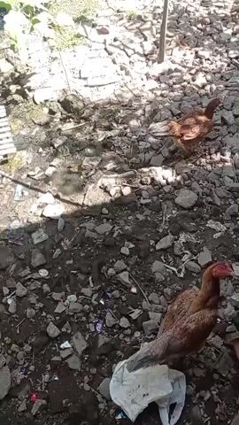 The video shows two chickens on a dirt path covered with rocks and debris. One chicken is in the foreground, pecking at a white plastic bag. The second chicken is further back, walking away from the camera. The environment appears to be outdoors, with some greenery and shadows visible.