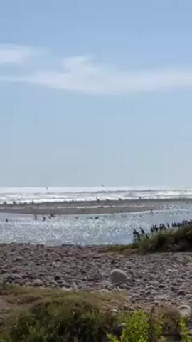 The video shows a beach with a calm, shallow body of water separating the sandy shore from the ocean waves. A flock of dark-colored birds is gathered in and around the shallow water. The sky is light blue with a few scattered clouds. Some green vegetation grows near the sandy shore.