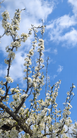 Spring blooms observed on flowering tree in Razgrad, Bulgaria
