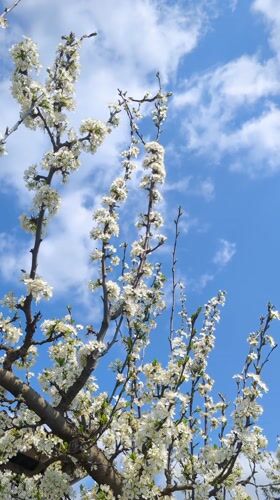 Spring blooms observed on flowering tree in Razgrad, Bulgaria