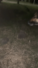 German Shepherd encounters hedgehog at night in Russian town
