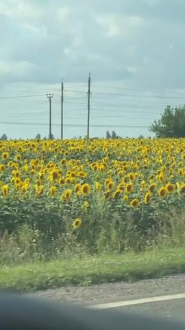 A person's hand briefly enters the frame from the left. The video shows a vast field of sunflowers under a cloudy sky. Power lines and utility poles are visible in the background, along with a single tree in the distance. A road runs along the bottom of the frame, with green foliage bordering the field.