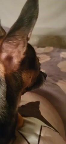 A close-up, side profile shot of a small dog's head. The dog is primarily black and tan with large ears and a visible eye. The background is blurred, showing a hint of bedding with a patterned design. The dog appears to be looking to the right of the frame.