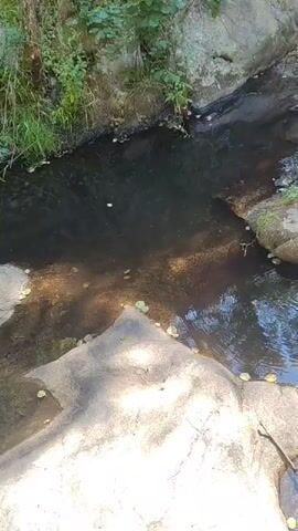 A serene natural scene unfolds with a small stream winding through a rocky gorge. Lush greenery and trees frame the top of the frame, with sunlight dappling through the leaves and casting shadows on the water and rocks below. The water appears clear and still, reflecting the surrounding environment. The rocks are textured and varied, with some showing signs of moss and lichen growth. The overall impression is one of tranquility and natural beauty.