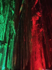 Colorful light display illuminates vine-covered tree in Kuta Selatan