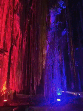 Colorful light display illuminates vine-covered tree in Kuta Selatan