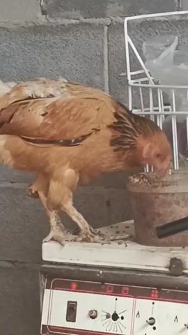 A chicken pecks at food in a container. The chicken is standing on top of a white and red appliance. The background consists of a gray concrete block wall.