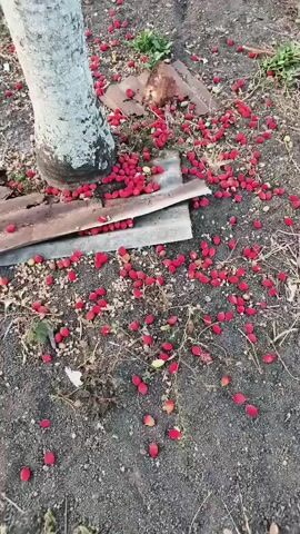 The video shows a close-up of a palm tree trunk and its base, covered in many small, red fruits that have fallen to the ground. Some of the fruits are still attached to the tree, hanging in clusters. The ground is covered in dark soil and some scattered debris, including a piece of corrugated metal. The camera pans up to show the fruit-laden branches of the tree against a blurry background of trees and buildings.