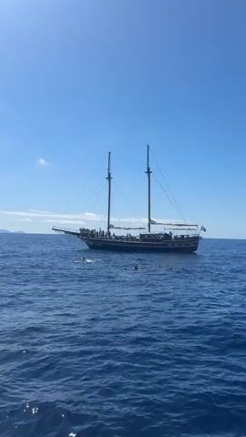 The video shows a large, dark-hulled sailboat with two masts navigating on the open sea under a bright blue sky.  Many people are visible on the deck of the boat, appearing to be passengers. The sea is a deep, rippling blue. In the water in front of the boat, several dolphins are visible, leaping and swimming. A small landmass is faintly visible in the far distance.