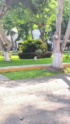 A small white and brown dog walks on a patch of grass in a park on a sunny day. The park has trees, bushes, and a sidewalk. The dog is wearing a harness. A motorcycle can be seen parked in the background. The ground is asphalt. The trunks of trees are painted white.