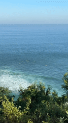 Clifftop ocean views and grazing cows, Kuta Selatan