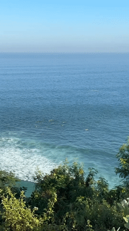 Clifftop ocean views and grazing cows, Kuta Selatan