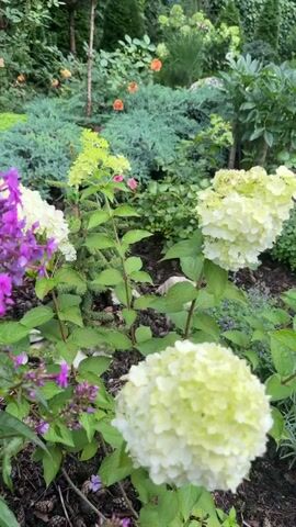 A video of a garden with various flowers and plants. The focus is on a cluster of large, white hydrangea flowers in the foreground. To the left, there are purple phlox flowers. In the background, there are more hydrangeas, some small orange roses, and greenery. The lighting suggests it is daytime, possibly overcast or early morning/late evening.