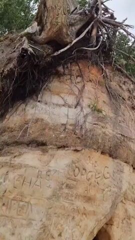 The video shows trees with exposed roots on a cliff edge, with the ocean and sky visible in the background. The first shot focuses on the roots of a large tree clinging to the soil. The subsequent shots show other trees swaying in the wind, with the ocean waves crashing against the shore. The sky is cloudy.