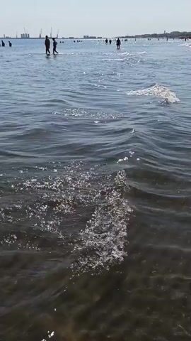 The video shows a view from the shore looking out at a body of water, likely the ocean or a large lake. The water is calm with gentle waves lapping at the shore. Sunlight glints off the surface of the water. In the distance, several people are visible wading or swimming in the water. Some appear to be standing and interacting, while others are moving. The shoreline stretches into the distance, and on the far horizon, a city skyline or industrial area is visible, characterized by buildings and cranes. The sky is clear and blue, suggesting a sunny day.