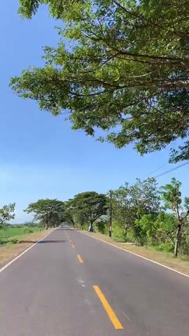 The video shows a scenic drive along a paved road in Sepayung, Indonesia. The road is lined with large, lush green trees, creating a canopy effect. The sky is a clear, bright blue, suggesting a sunny day, likely in the late morning or early afternoon.

The primary subject is the road itself, which has yellow lane markings. The surrounding environment includes green fields on one side and dense vegetation and trees on the other. There are power lines visible along the right side of the road.

The activity taking place is a journey by vehicle, likely a car or motorcycle, as evidenced by the perspective and the occasional glimpse of a motorcycle with a rider in the distance. There are a few other vehicles parked along the side of the road in the distance. The mood conveyed is peaceful and serene, with the natural beauty of the landscape dominating the scene. There is no visible text in the media.