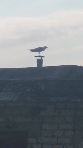 The video shows a bird perched atop a chimney or vent on a building's roof. The sky is cloudy. The bird is silhouetted against the sky, and the building is in shadow. The bird makes a cooing sound.
