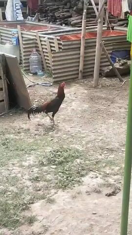 A rooster stands on the dirt ground. The rooster is dark brown and black with red and white accents on its head and neck. The rooster is facing to the left, and it is looking up and to the left. The rooster is standing in front of a corrugated metal structure. The corrugated metal structure is brown and it is leaning to the left. The corrugated metal structure is attached to a wooden fence. The wooden fence is made of brown planks. There is a large plastic water jug behind the rooster, to the left. The water jug is clear and it has a blue cap. There is a pile of wood behind the rooster, to the right. The wood is brown and it is stacked in a pile. There are also some pieces of fabric hanging from a clothesline behind the rooster, to the right. The fabric is red and it is striped. The ground is dirt and it is uneven. There are some patches of grass on the ground. The background is blurry and it is out of focus. The video is taken from a slightly elevated angle.