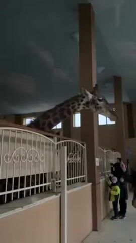 In a high-angle shot, a giraffe is standing in a pen indoors. The pen has a white metal fence, and the walls of the enclosure are tan. Behind the fence, a group of people, including two children, are standing and looking at the giraffe. Some of them are holding up their phones to take pictures. The giraffe is brown with dark spots and is looking towards the people. The ceiling is painted with clouds and the room is lit with several lights. There are also dark brown support beams in the room. The giraffe's head is near the ceiling. The camera is static.