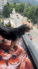 Yorkshire Terrier watches from glass balcony in Sofia