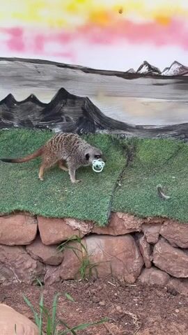 A meerkat walks on astroturf carrying a white object with a loop. The meerkat approaches the front of the astroturf, looks to the left and pauses, then looks forward, placing its left front foot down. The astroturf is backed by a stone retaining wall. Behind the astroturf is a painting of a landscape featuring mountains, water, and a sky with a pink and yellow gradient.