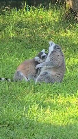 Two lemurs are interacting in a grassy area. One lemur, larger and predominantly gray and white, is seated with its back to the camera and is grooming the other lemur. The second lemur, smaller and with brown and gray fur, is positioned in front of the larger one, leaning into the grooming. The lemurs are situated on a patch of green grass, with some dappled sunlight visible. In the background, there is a metal fence and the trunk of a tree.