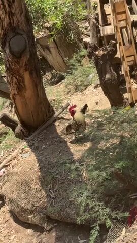 A rooster stands on a dirt path surrounded by vegetation and wooden structures. The rooster has a red comb and wattles, a brown and black body, and a white and black tail. It is looking towards the left side of the frame. In the background, there are trees, a wooden pallet, and some debris. The lighting suggests it is daytime.