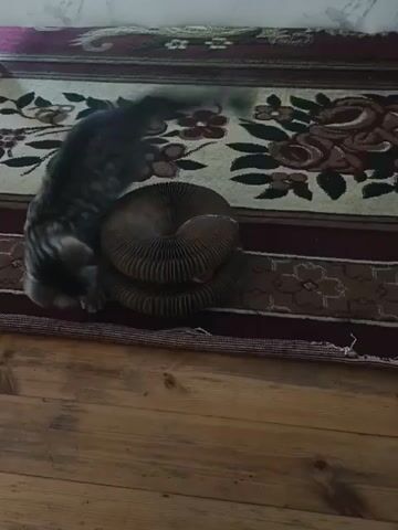 A tabby kitten is seen playing with a circular cardboard scratching post. The kitten rubs its head and body against the post, then walks around it. The kitten is on a rug with a floral pattern.