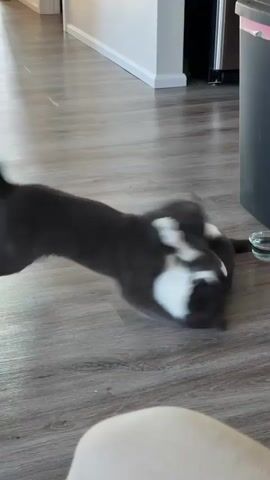 Two cats are interacting on a wooden floor. One cat is primarily dark grey with white paws and chest. The other cat is black and white. The cats appear to be playing or tussling. A dark grey trash can with a pink liner is visible in the background, as is a small plate with cat food. The lighting suggests an indoor setting.