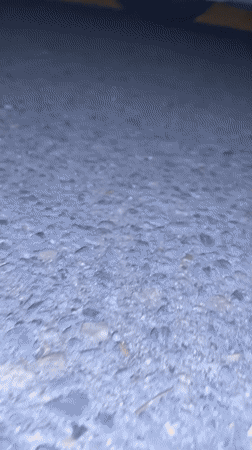 Tbilisi resident documents soccer match and street hedgehog