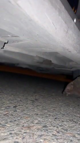 Tbilisi resident documents soccer match and street hedgehog
