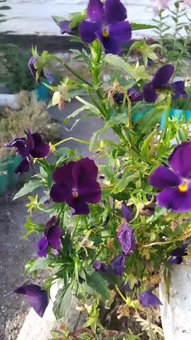 This video is a close-up, slow-motion shot of purple pansies. The flowers are in full bloom, with some petals showing dew drops. The background is blurred, but it appears to be an outdoor setting with greenery and possibly a white wall. The camera zooms in and out slightly, focusing on the intricate details of the flowers.