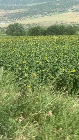 The video pans across a vast field of sunflowers under a bright sky. The sunflowers, with their green stalks and leaves, are dotted with yellow petals. In the background, rolling hills are covered with sparse vegetation and some trees. A dirt path runs along the edge of the sunflower field. The camera appears to be moving, possibly from a vehicle, as indicated by the slight blur and the shifting perspective. There are no people or animals visible in the video.
