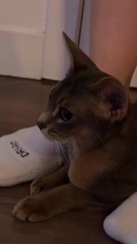 A grey cat lies on a wooden floor next to a person's legs, one of which is wearing a white sock with the word "DRI-FIT" printed on it. The cat is looking to the left.