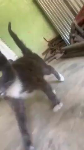 A gray cat with yellow eyes and white paws stands on a gray concrete floor, looking up at the camera. A white plastic chair with multiple slats is visible in the upper left of the frame. A green wall is visible in the background. The cat is still and attentive, its tail held upright.