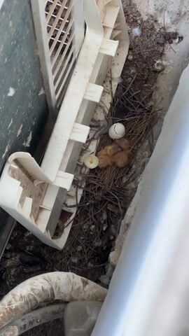 A top-down shot reveals a bird's nest nestled between an air conditioning unit and a white wall. The nest, composed of twigs and pine needles, contains two newly hatched birds, their bodies a fluffy orange-yellow. Near them lie remnants of two eggs: a cracked white egg and the shell of a hatched egg. Part of the white air conditioning unit is visible, and nearby are some pipes and debris. The scene is still and focuses on the vulnerability of the hatchlings in their artificial environment.