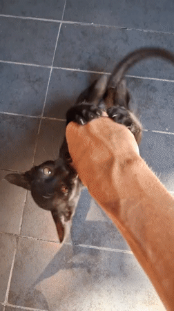 Inside a quirky Nha Trang café, full of décor and one kitten