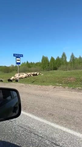 The video shows a rural scene with a flock of sheep crossing a road. A bus stop sign with Cyrillic writing, "МАРЧУГИ" (MARCHUGI) stands near the road. The sky is clear and blue, and there are trees and grassy fields in the background. The road is unpaved. A car is visible on the left, apparently where the video is being recorded from.  The sheep are of various colors, including white, brown, and black.