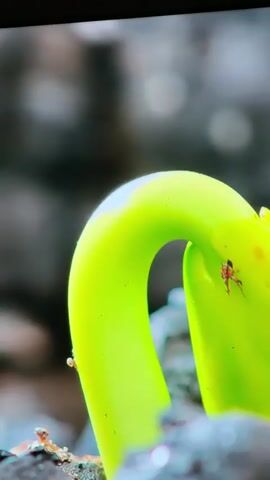 A close-up, macro shot captures a vibrant green seedling emerging from dark, charred soil. The seedling's stem is curved, with a tiny reddish-brown creature, possibly an insect or mite, visible on its surface. The background consists of dark, broken wood fragments, creating a stark contrast with the bright green of the new growth. The video pans slightly to show other smaller green sprouts interspersed among the charcoal pieces, indicating new life in a seemingly desolate environment.