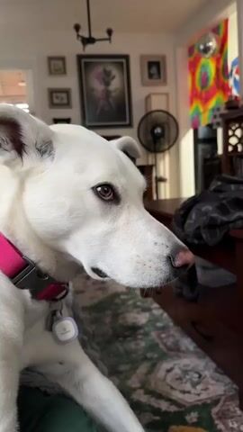 A white dog with a pink collar and a tracker attached is lying down and looking to its right. The dog turns its head to look down and to its left, then back to its right. The dog's ears are partially erect. The background appears to be a living room with framed pictures on the wall, a fan, and a tie-dye tapestry.