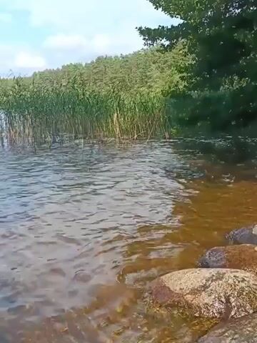 The video shows a body of water with reeds growing along the edge. The water is calm with gentle ripples. There are trees in the background and a blue sky with some clouds. The camera is positioned low, near the water's edge, and appears to be moving slightly. The video is short, lasting only a few seconds.