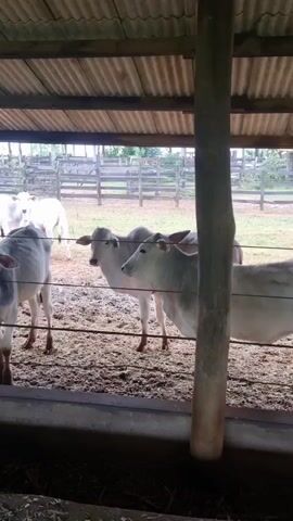 This media file shows a group of young cattle, likely calves, in an open-sided barn. The barn has a corrugated metal roof supported by wooden beams and poles. The floor is covered with straw or bedding. Through the open side of the barn, a fenced pasture is visible with more cattle in the distance. The time of day appears to be daytime, and the lighting suggests it might be overcast or late afternoon. There are no people visible in the media file. The cattle are mostly light-colored, a common breed for beef production. Some of the cattle are facing the camera, while others are turned away. The overall scene depicts a farm setting, likely in a rural area, with the cattle gathered in the barn, possibly for shelter or feeding. There is no visible text in the media file.