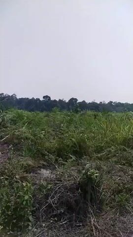 The video shows a landscape with a field of tall green grass and some younger plants. The sky is a pale, hazy white. In the distance, there is a line of trees. The camera is moving, likely from a vehicle, as evidenced by the blur and the partial view of a wheel on the right side of the frame. The overall impression is of an agricultural or rural setting.
