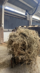 Person transports hay through industrial building in Belgium