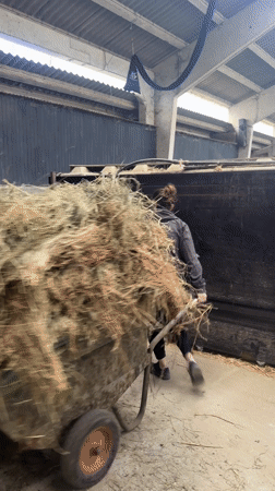 Person transports hay through industrial building in Belgium
