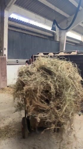 Person transports hay through industrial building in Belgium