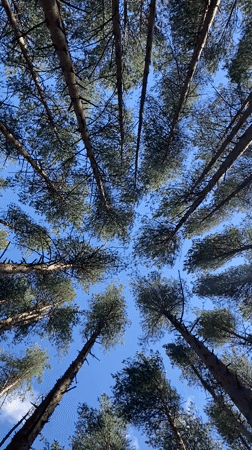 Sunlit pine forest paths and canopy views near Votkinsk